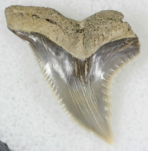 Hemipristis Shark Tooth Fossil - Virginia #20952